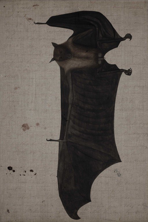 Black Bat in Flight Against Textured Beige Background