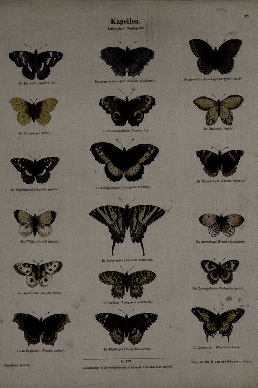 Kapellen: Antique Butterfly Species Classification Chart
