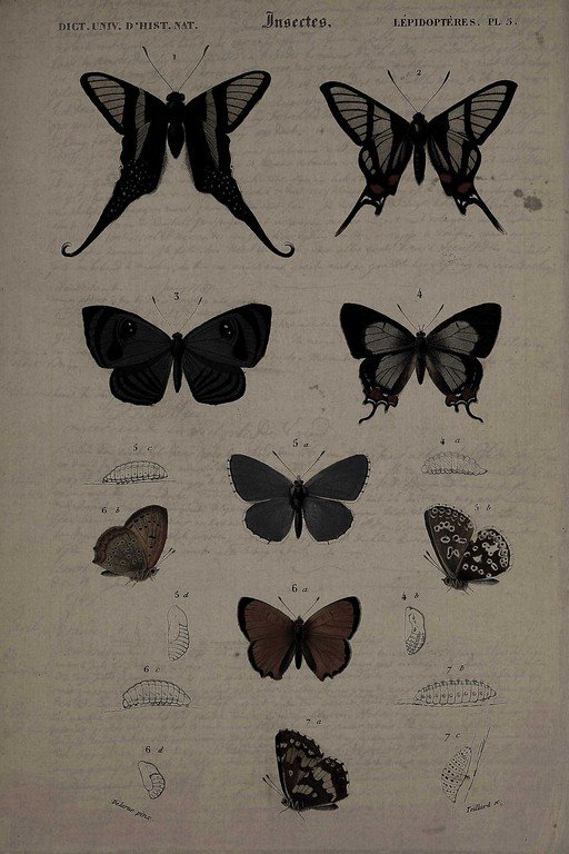 Vintage Lepidoptera Scientific Butterfly Illustration Plate