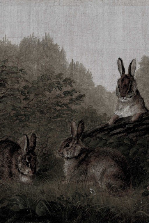Wild Rabbits in Misty Forest Landscape