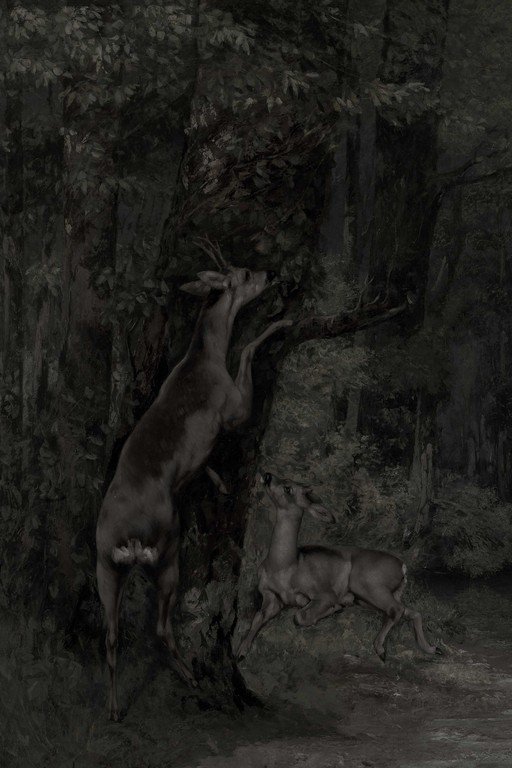 Deer Standing on Hind Legs in Dark Forest