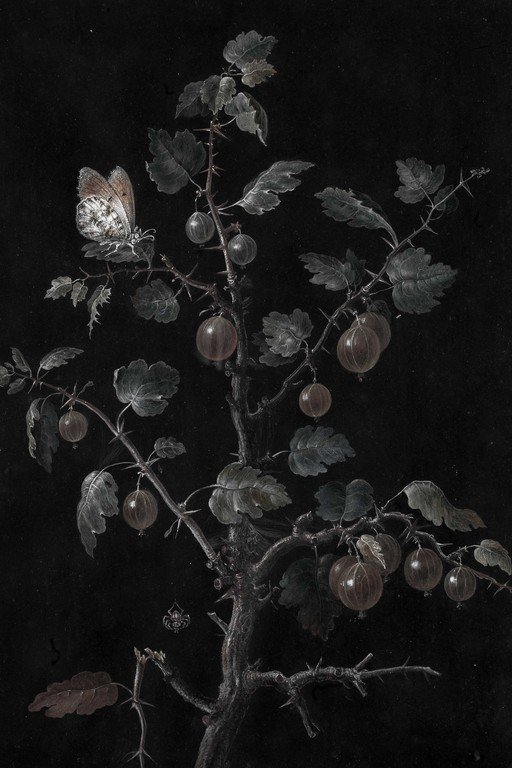 Botanical Study of Gooseberry Plant with Detailed Foliage