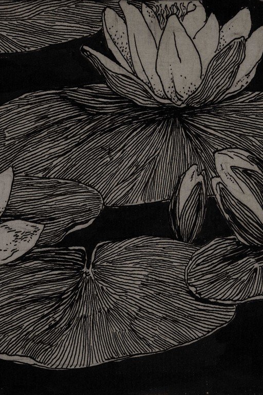 Water Lily Botanical Line Art Illustration