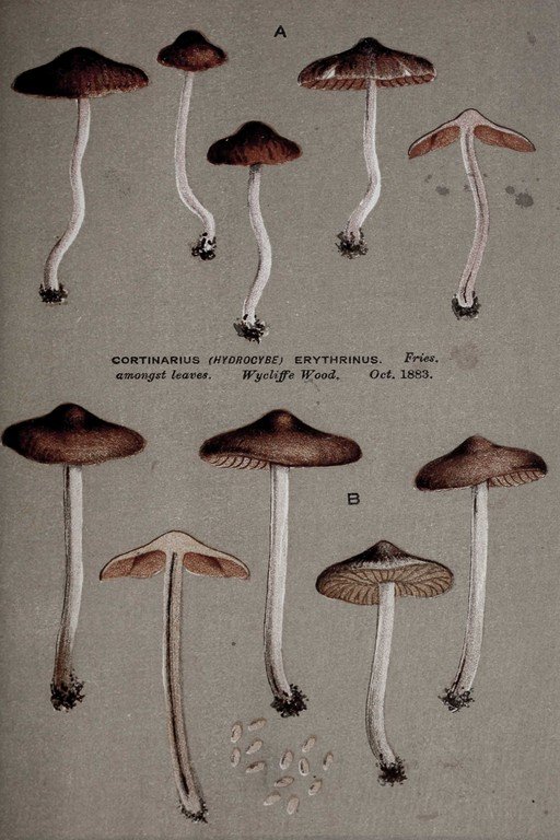 Cortinarius Erythrinus Mushroom Species Botanical Illustration