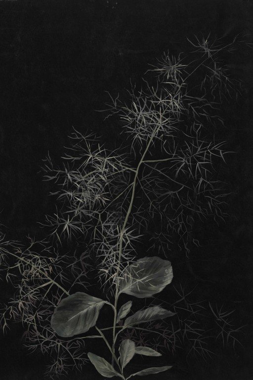 Delicate Plant with Wispy Foliage Against Dark Background