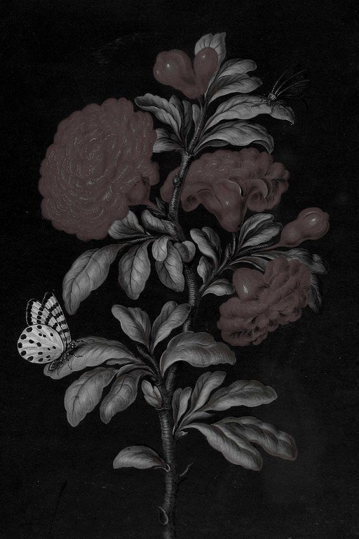 Botanical Study: Dark Floral with Butterfly Illustration