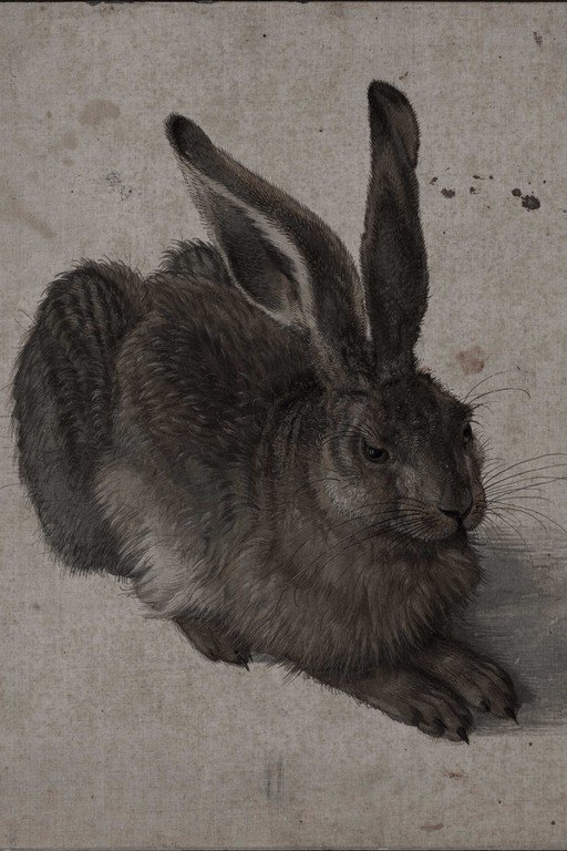 Detailed Pencil Sketch of Hare with Prominent Ears