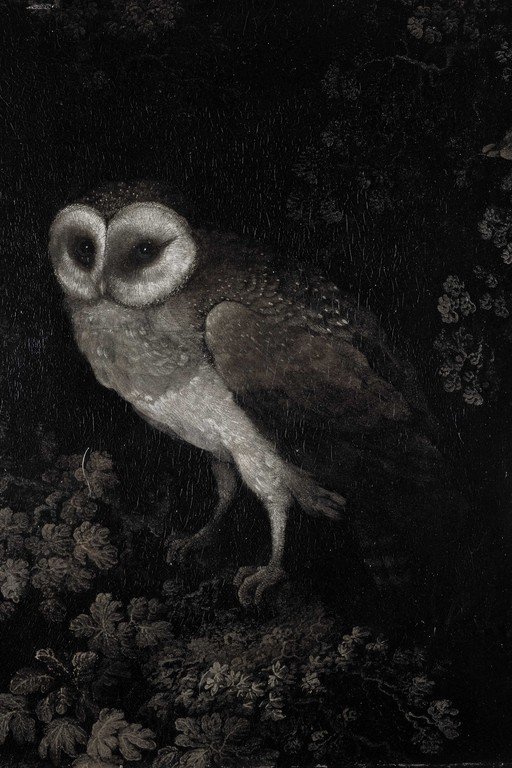 Barn Owl in Flight Over Moonlit Forest