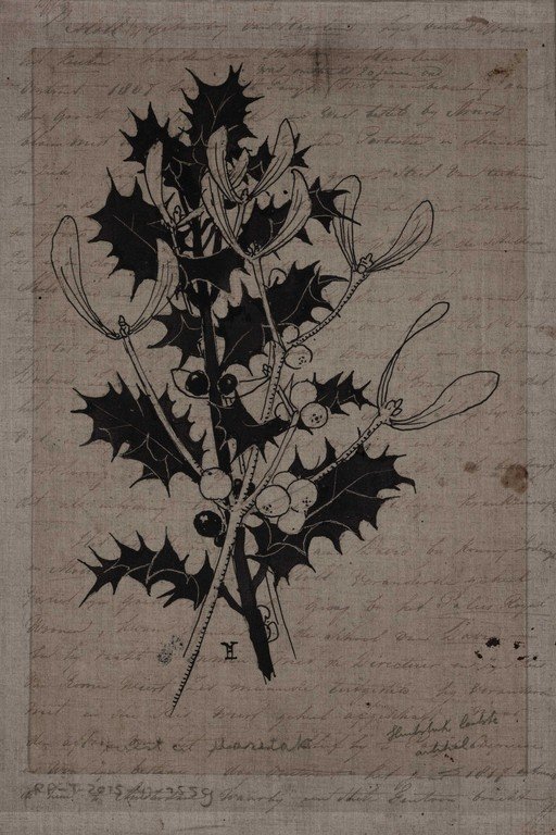 Botanical Holly Plant Study with Handwritten Notes