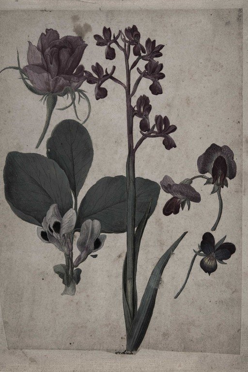 Botanical Study of Dark Purple Flowers and Foliage