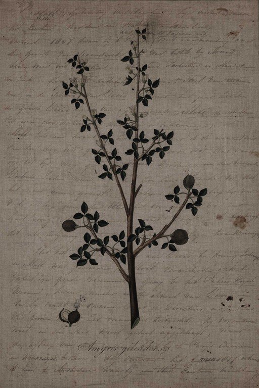 Botanical Plant Illustration on Vintage Handwritten Manuscript