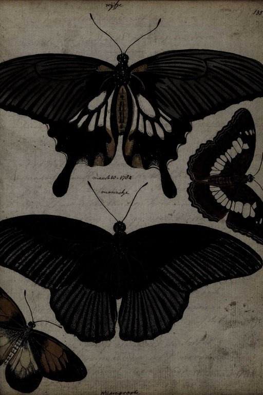 Vintage Butterfly Specimen Study with Black Wings