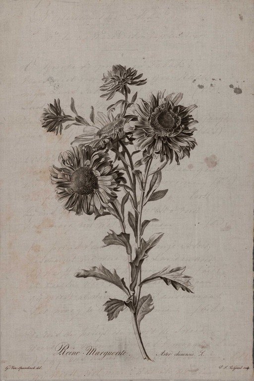 Antique Botanical Sketch of Sunflowers
