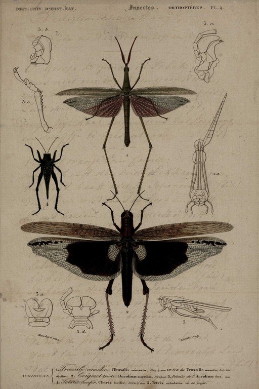 Vintage Entomological Illustration of Insects and Orthoptera