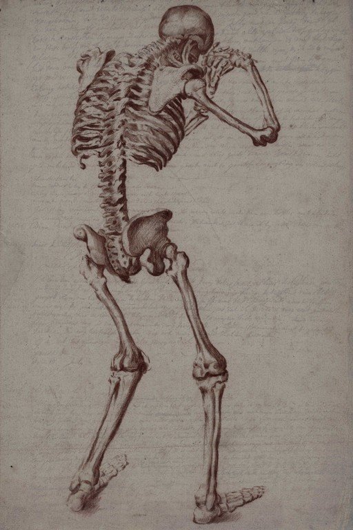 Anatomical Skeleton Study - Classical Medical Drawing