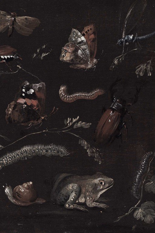 Renaissance Study of Insects, Reptiles and Amphibians