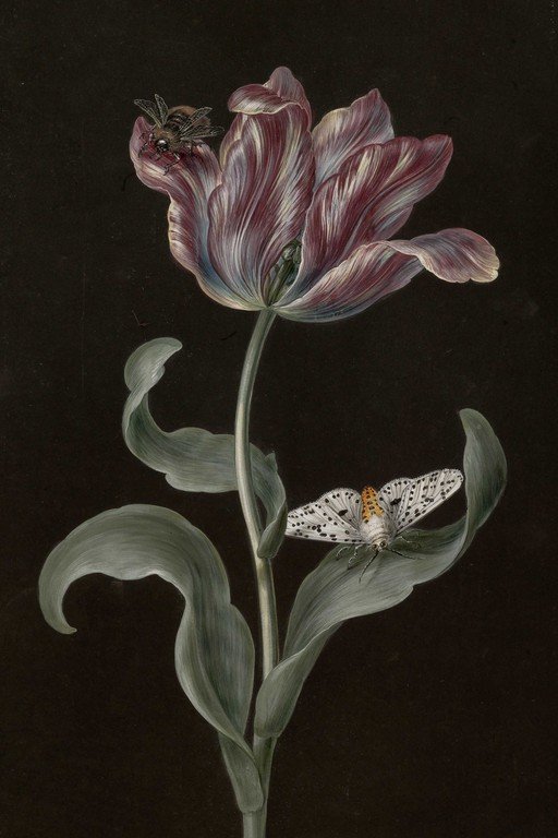 Botanical Study: Striped Tulip with Insects