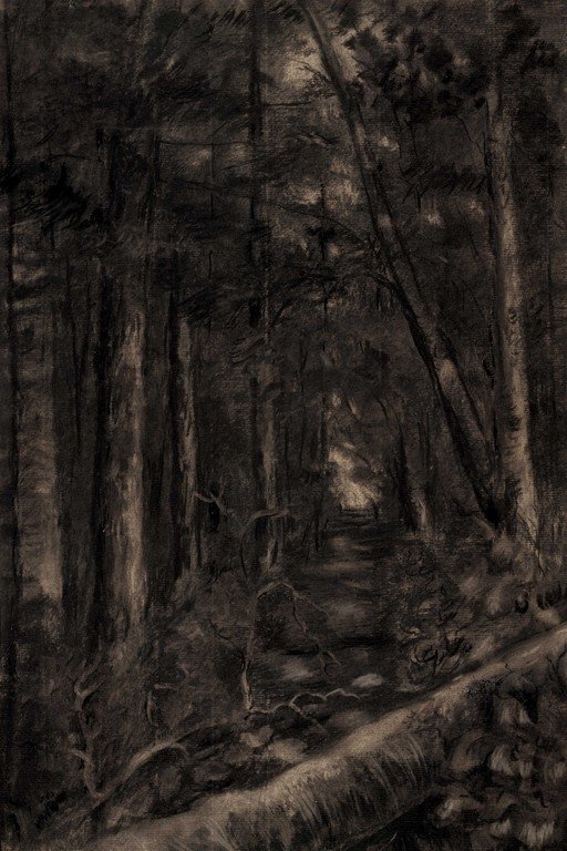 Dark Forest Path Through Dense Woodland Trees