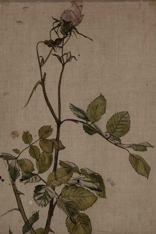 Botanical Study of Rose Plant with Withered Flower