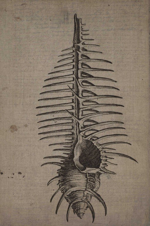 Anatomical Marine Creature Engraving Scientific Illustration