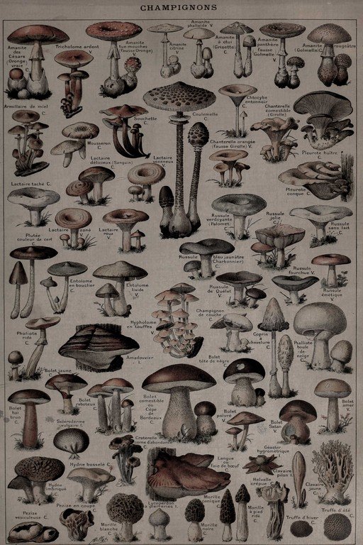 Champignons Mushroom Species Identification Chart