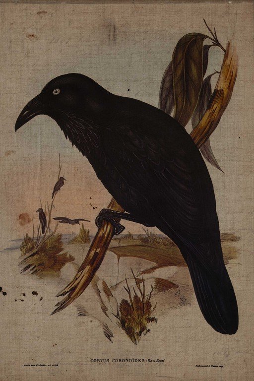 Corvus Comonoides: Vintage Ornithological Bird Illustration