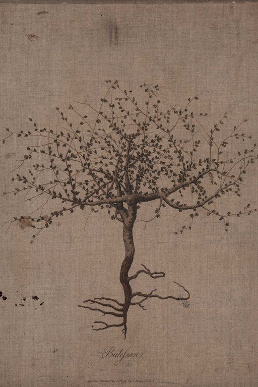 Baobab Tree Botanical Illustration on Aged Linen