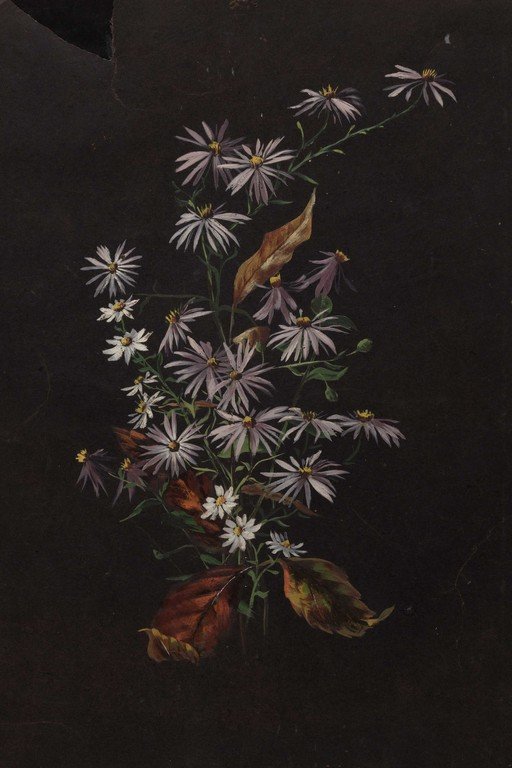 Botanical Study of Purple Asters and White Daisies on Dark Background