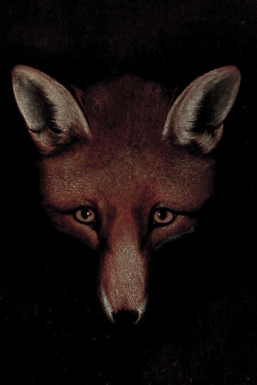 Red Fox Portrait Against Dark Background