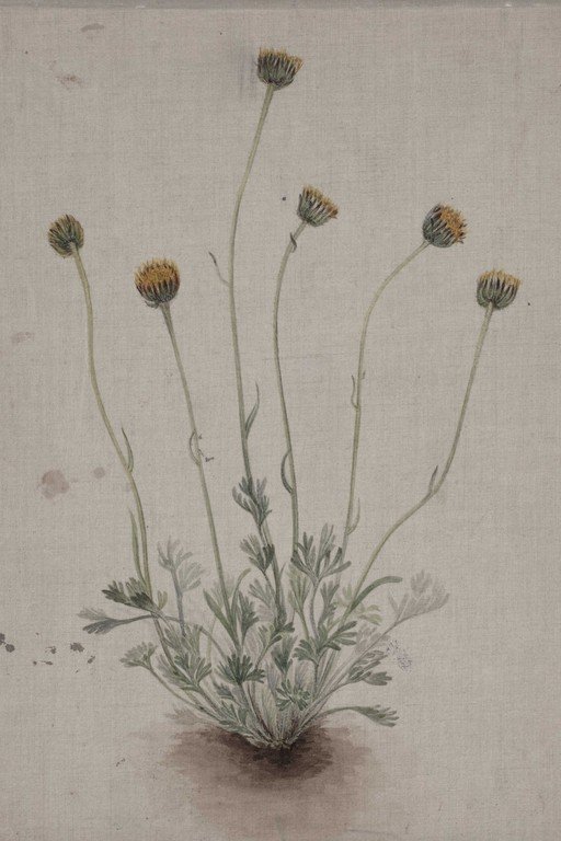 Botanical Study of Wildflower Plant with Seed Pods