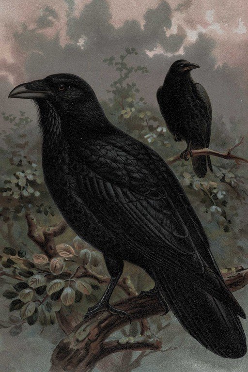 Two Black Crows Perched on Branch with Flowering Vines