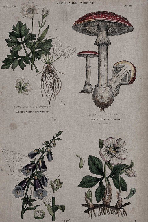 Vegetable Poisons: Botanical Engraving of Toxic Plants and Mushrooms