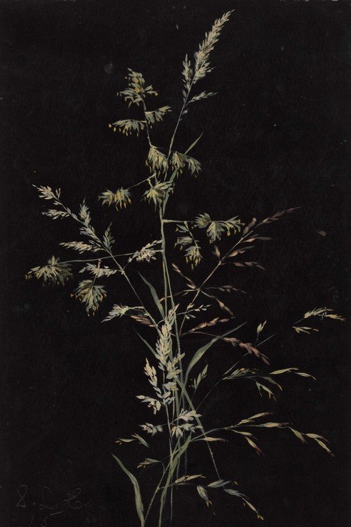 Botanical Study of Dried Grasses and Wildflowers