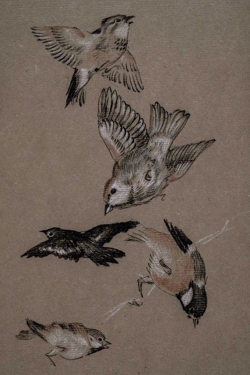 Ornithological Study of Flying Birds Pencil Sketch