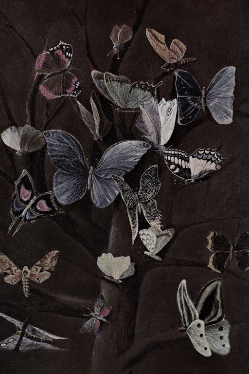 Vintage Butterfly and Moth Illustration