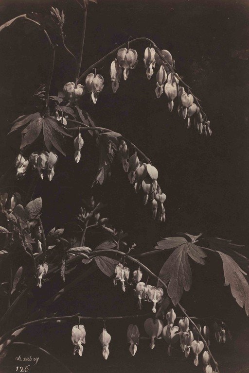 Bleeding Hearts Flowers in Sepia Tones