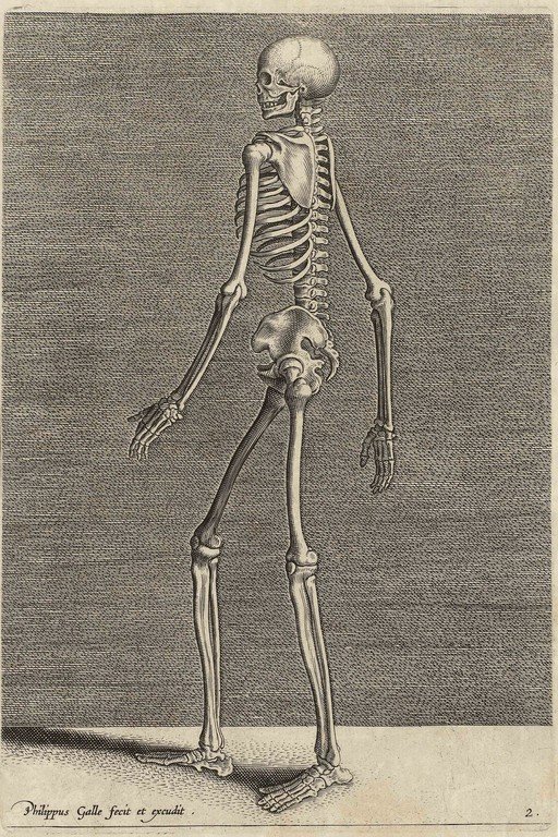 Anatomical Engraving of a Human Skeleton