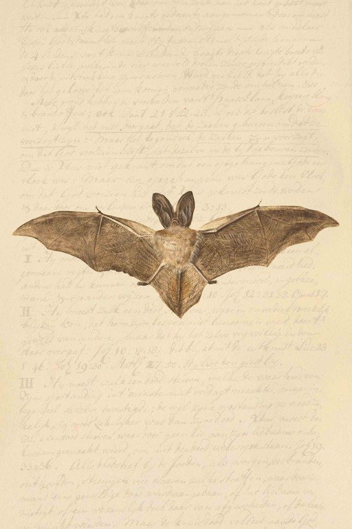 Vintage Bat Illustration with Handwritten Notes