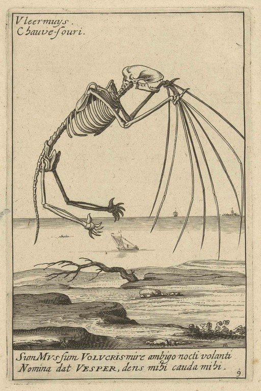 Bat Skeleton Etching with Nautical Scene