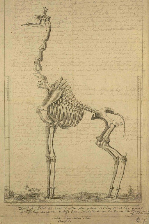 Giraffe Skeleton Anatomical Illustration with Text
