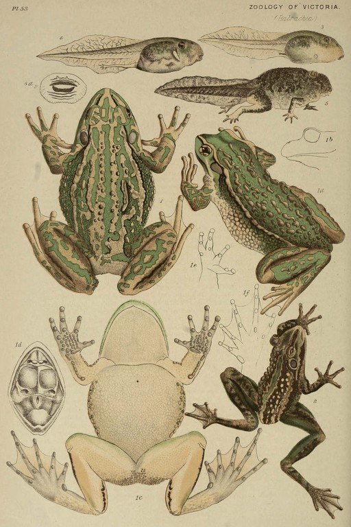 Zoological Illustrations of Frogs and Tadpoles