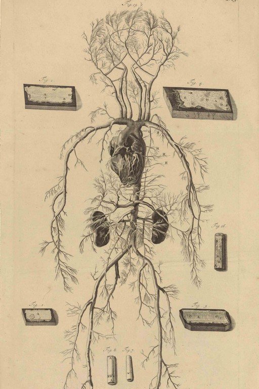 Anatomical Illustration of the Human Circulatory System