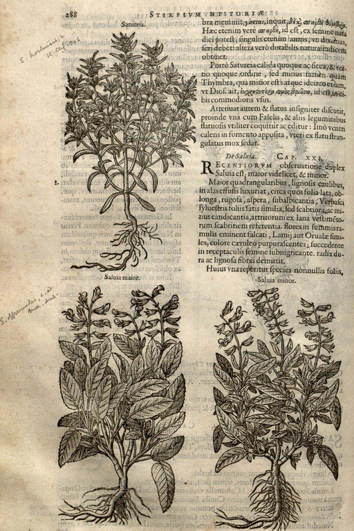 Antique Botanical Illustrations of Sage Plants