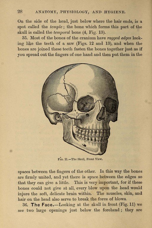 Anatomy Illustration of a Human Skull
