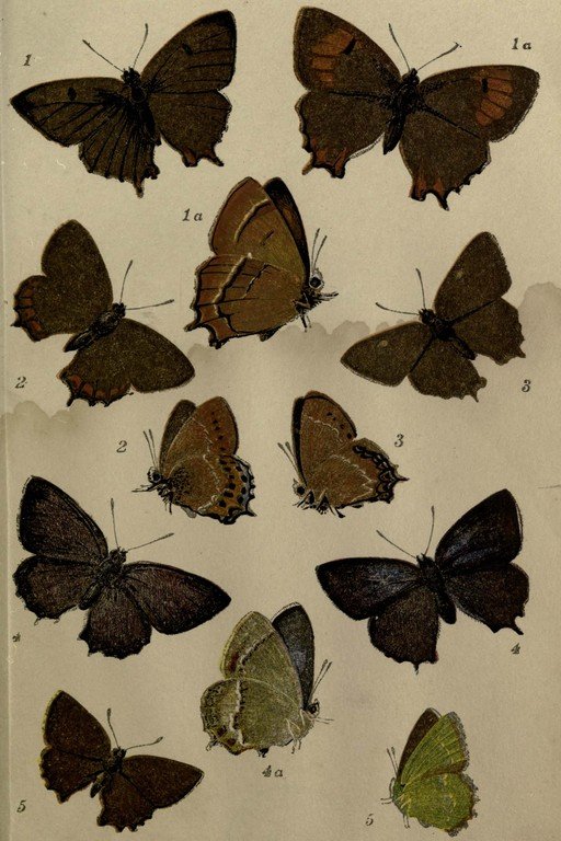 Vintage Illustration of Various Butterfly Species