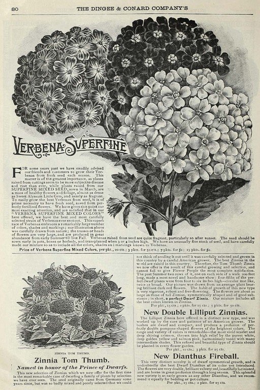 Vintage Catalog Page: Verbena, Zinnia, and Dianthus Flower Seeds