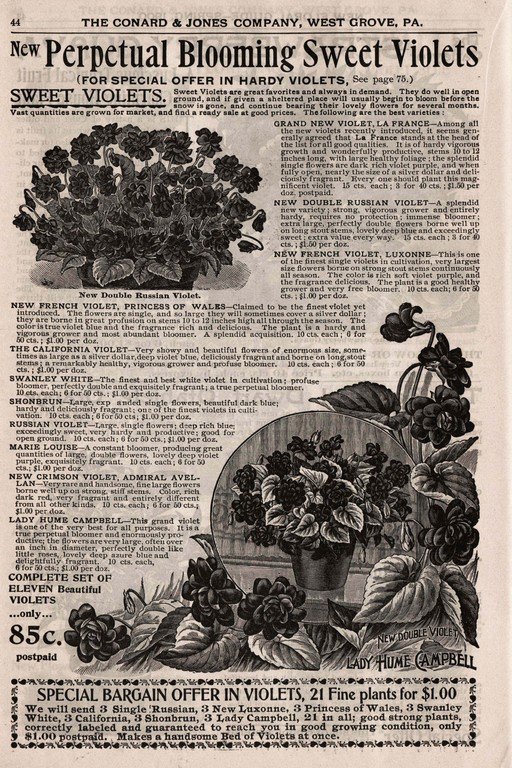 Perpetual Blooming Sweet Violets for Sale