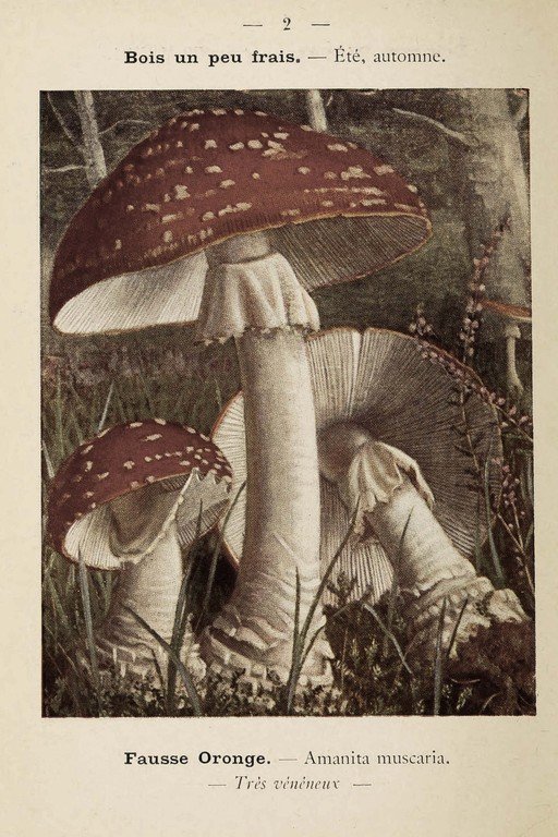 Amanita Muscaria Mushrooms in Forest Setting