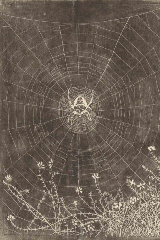 Spider and Web with Wildflowers