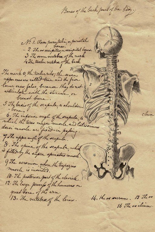 Vintage Anatomical Illustration of the Human Spine and Torso